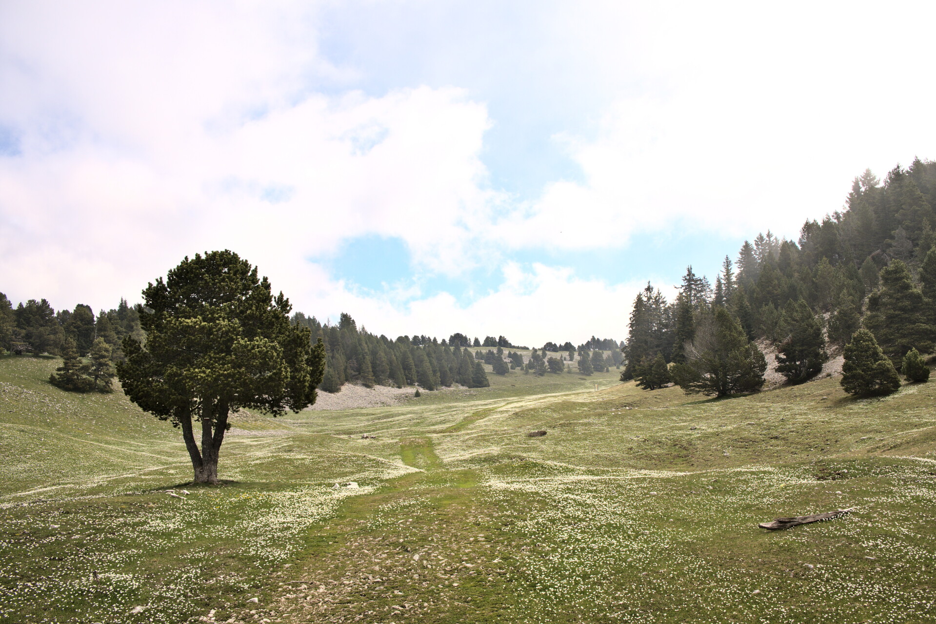 Alpeggio dolce degli Hauts-Plateaux del Vercors