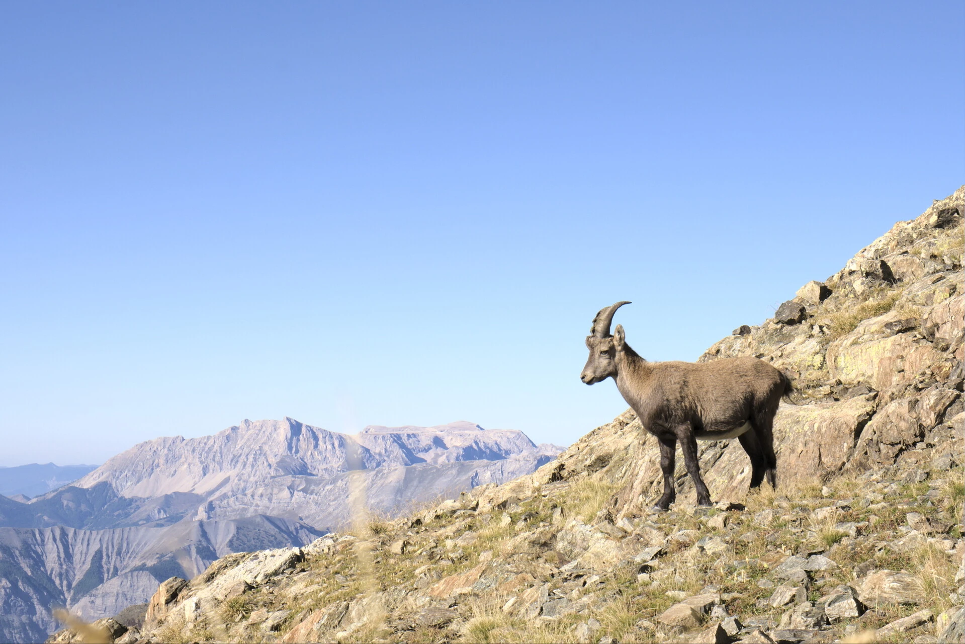 Stambecco sulle creste del Vieux Chaillol, le falesie del Dévoluy all'orizzonte