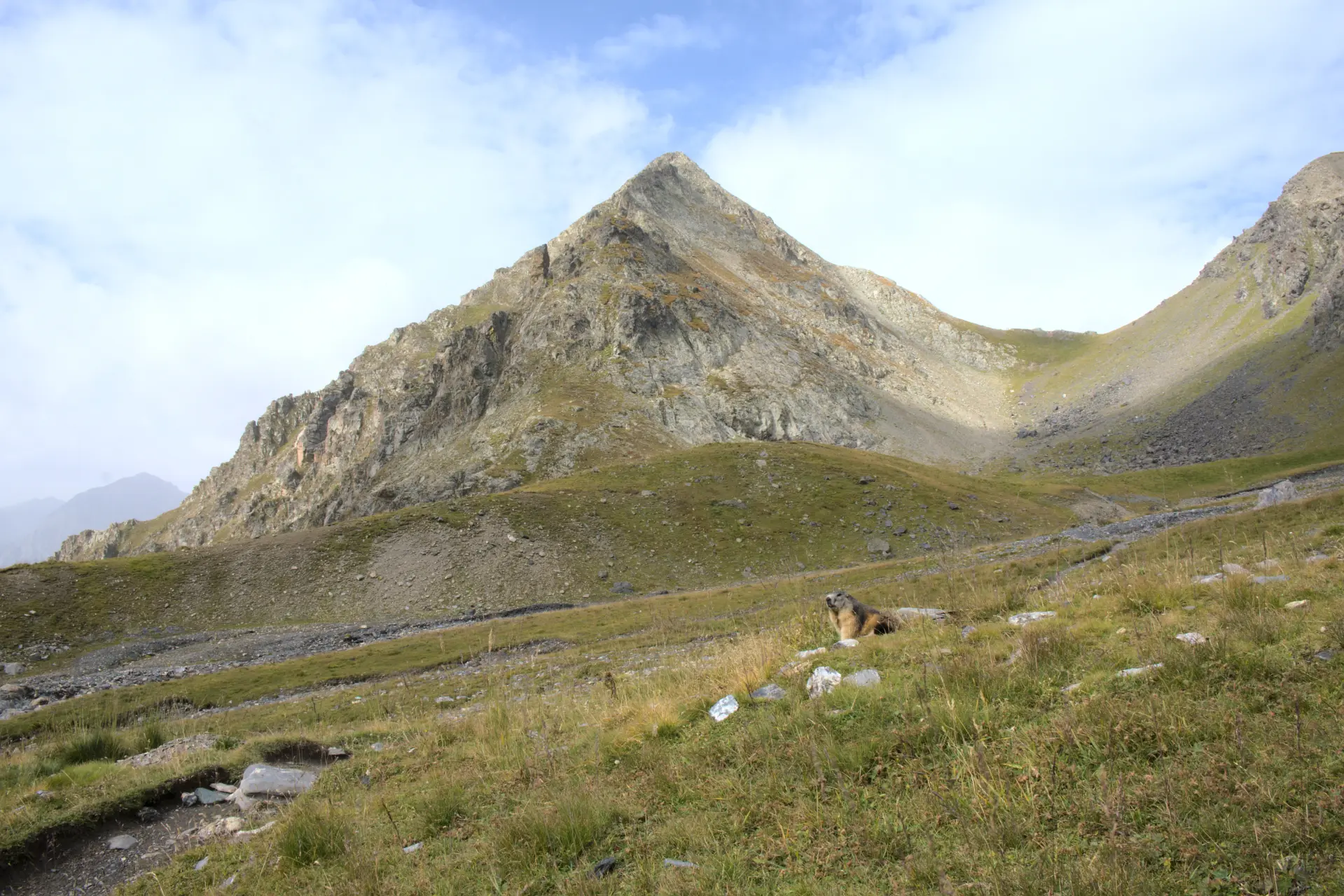 Marmotta al Col de Vallonpierre