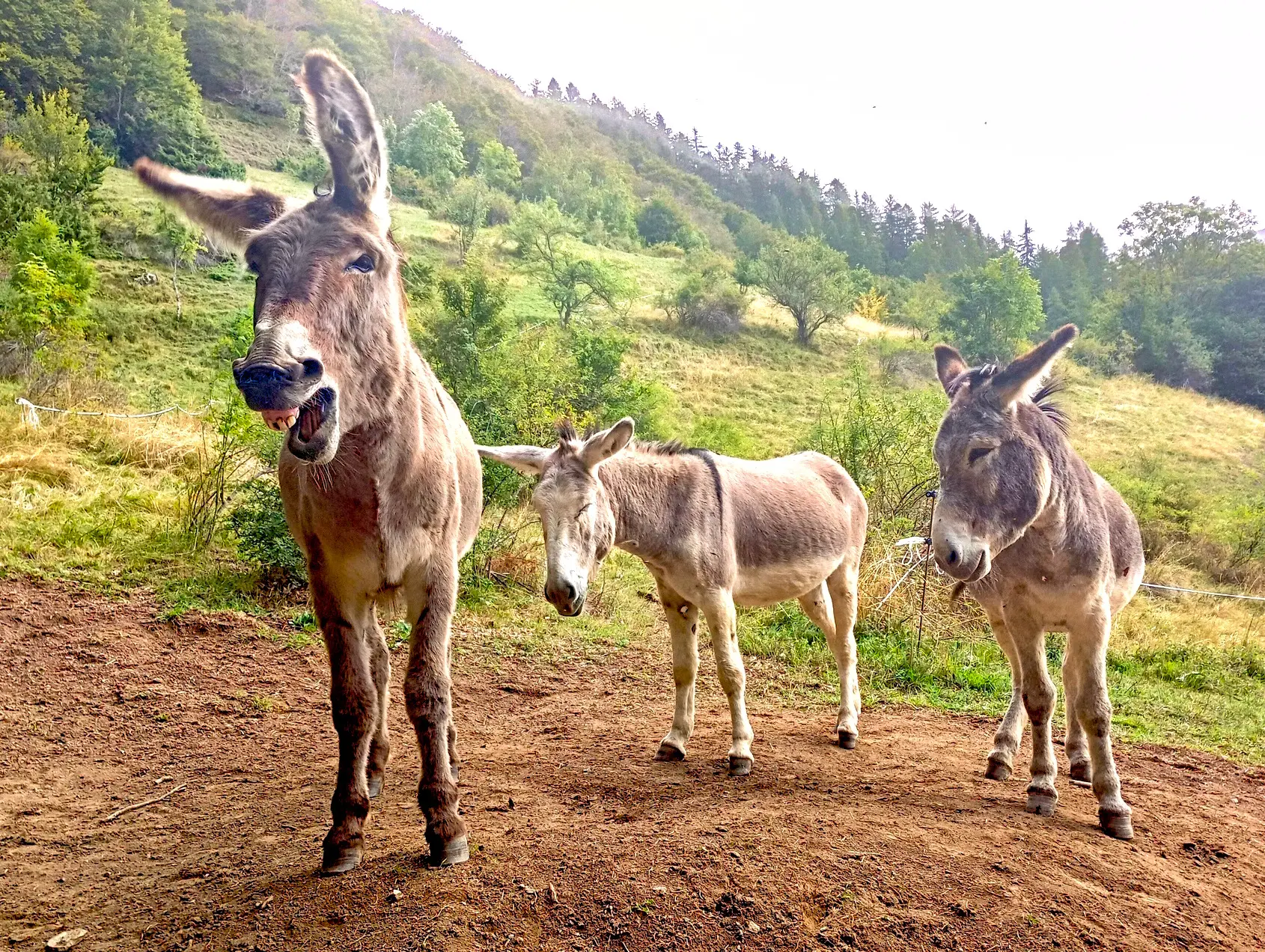 Maurice, Olan e Tintin - Asino da escursione