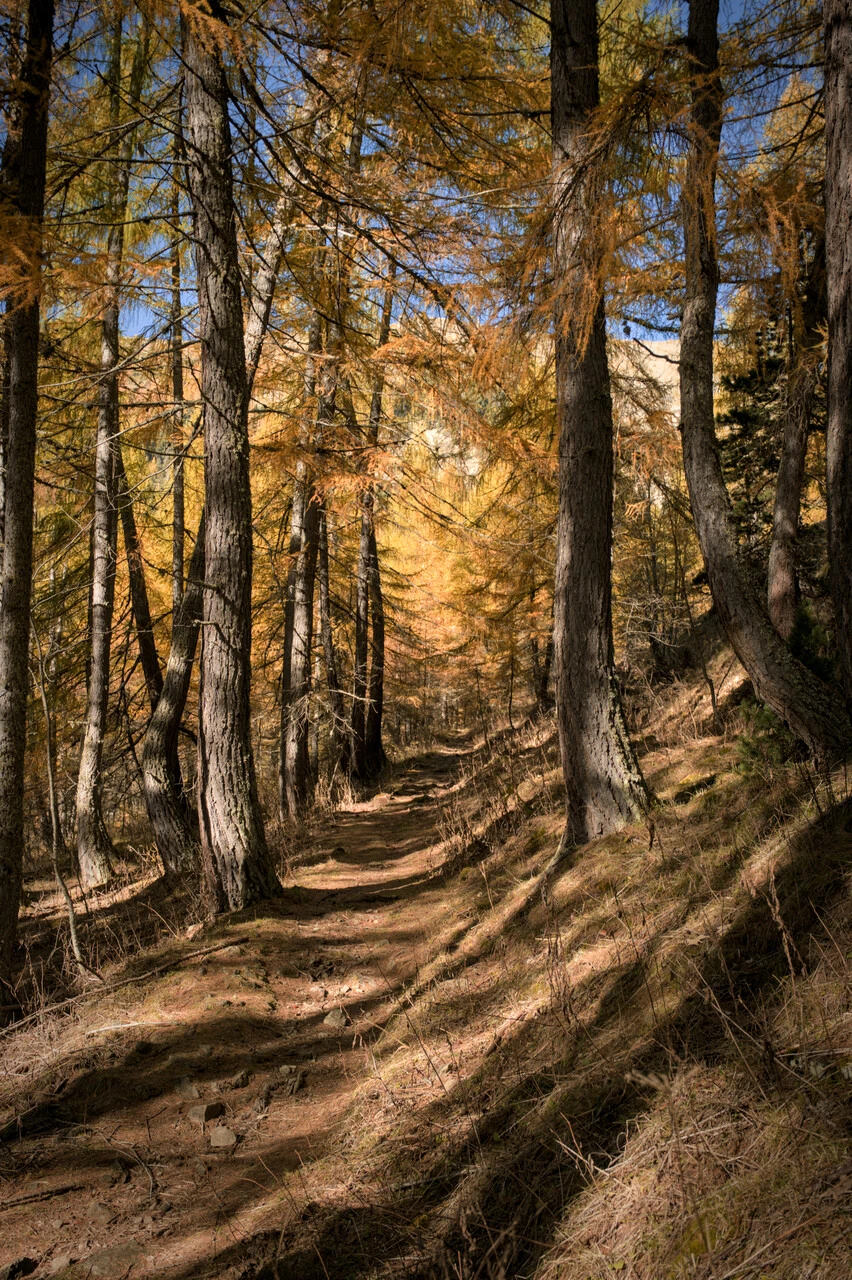 Sentiero tra i larici dorati sulla salita al col de la Pisse, a Chaillol