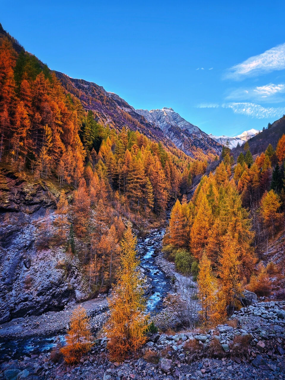 La valle del Drac Blanc a Champoléon, larici in autunno